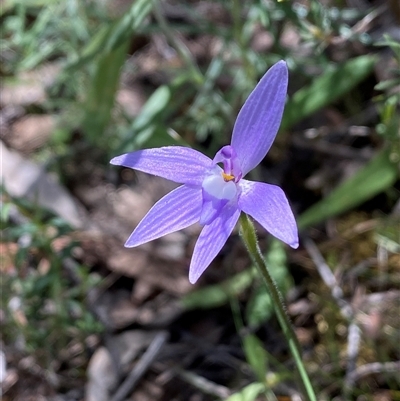 Glossodia major (Wax Lip Orchid) at Jerrabomberra, NSW - 24 Oct 2025 by SteveBorkowskis