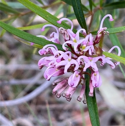 Grevillea (genus) at Jerrabomberra, NSW - 24 Oct 2025 by SteveBorkowskis