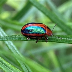 Calomela curtisi (Acacia leaf beetle) at Jerrabomberra, NSW - 24 Oct 2025 by SteveBorkowskis