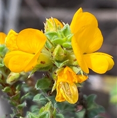 Pultenaea procumbens (Bush Pea) at Jerrabomberra, NSW - 24 Oct 2025 by SteveBorkowskis