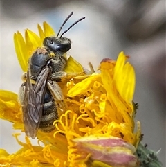 Lasioglossum (Chilalictus) sp. (genus & subgenus) (Halictid bee) at Jerrabomberra, NSW - 24 Oct 2025 by SteveBorkowskis