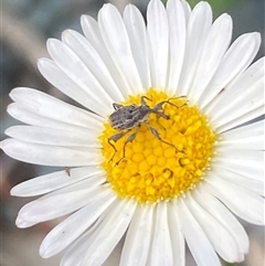 Unverified Weevil (Curculionoidea) at Jerrabomberra, NSW - 24 Oct 2025 by SteveBorkowskis