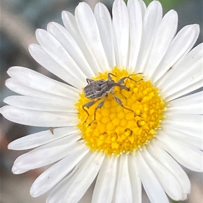 Unverified Weevil (Curculionoidea) at Jerrabomberra, NSW - 24 Oct 2025 by SteveBorkowskis