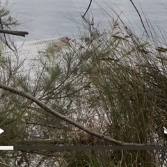 Hydromys chrysogaster (Rakali or Water Rat) at Nicholls, ACT - 27 Oct 2025 by Aranti