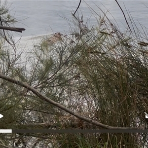 Hydromys chrysogaster (Rakali or Water Rat) at Nicholls, ACT - 27 Oct 2025 by Aranti
