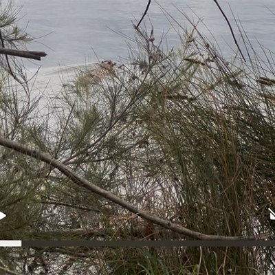 Hydromys chrysogaster (Rakali or Water Rat) at Nicholls, ACT - 27 Oct 2025 by Aranti