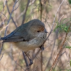 Acanthiza pusilla at Strathnairn, ACT - 14 Jun 2025 by ChrisAppleton