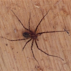 Stiphidion facetum (Hammock-web Spider) at Mount Stuart, TAS - 25 Oct 2025 by VanessaC