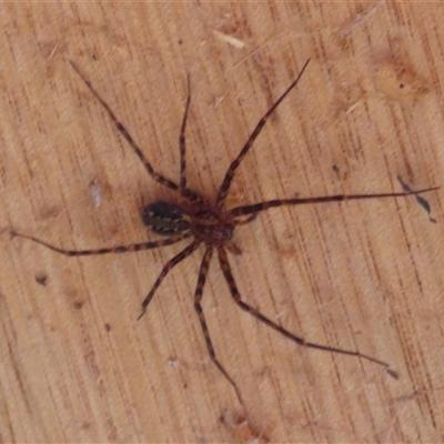 Stiphidion facetum (Hammock-web Spider) at Mount Stuart, TAS - 25 Oct 2025 by VanessaC