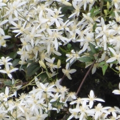 Clematis aristata at South Hobart, TAS - 25 Oct 2025 by VanessaC