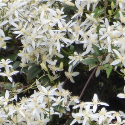 Clematis aristata at South Hobart, TAS - 25 Oct 2025 by VanessaC