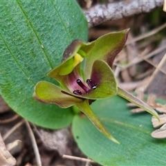 Chiloglottis sp. aff. jeanesii (Kybeyan Bird Orchid) by Csteele4