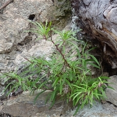 Unverified Other Shrub at Wellington Park, TAS - 25 Oct 2025 by VanessaC