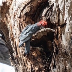 Callocephalon fimbriatum at Acton, ACT - 18 Oct 2025 by AlisonMilton