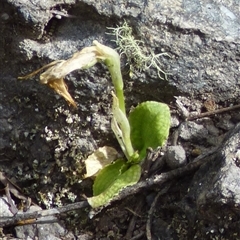 Pterostylis nutans at Wellington Park, TAS - 25 Oct 2025 by VanessaC