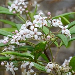 Unverified Other Shrub at Wellington Park, TAS - 25 Oct 2025 by VanessaC