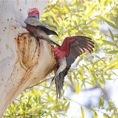 Eolophus roseicapilla (Galah) at Acton, ACT - 18 Oct 2025 by AlisonMilton