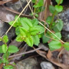 Unverified Other Wildflower or Herb at Wellington Park, TAS - 25 Oct 2025 by VanessaC