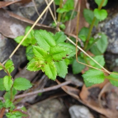 Unverified Other Wildflower or Herb at Wellington Park, TAS - 25 Oct 2025 by VanessaC