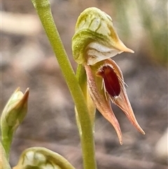 Oligochaetochilus aciculiformis (Needle-point rustyhood) at Cooma, NSW - 25 Oct 2025 by Clarel