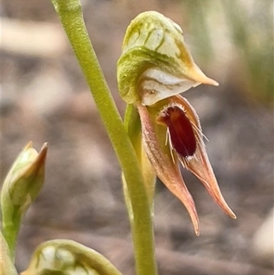 Oligochaetochilus aciculiformis (Needle-point rustyhood) at Cooma, NSW - 25 Oct 2025 by Clarel