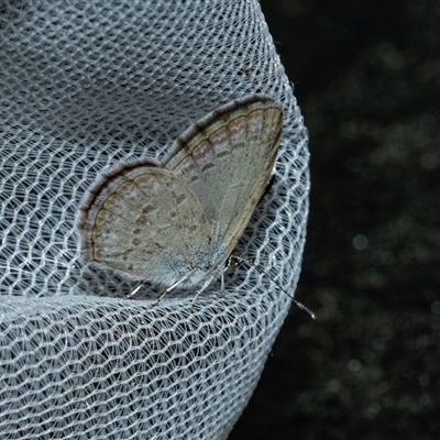 Zizina otis (Common Grass-Blue) at Higgins, ACT - 22 Oct 2025 by AlisonMilton