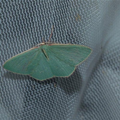 Chlorocoma dichloraria (Guenee's or Double-fringed Emerald) at Higgins, ACT - 22 Oct 2025 by AlisonMilton