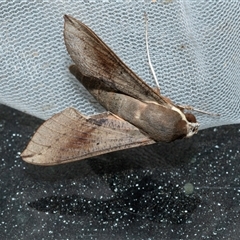 Hippotion scrofa (Coprosma Hawk Moth) at Higgins, ACT - 22 Oct 2025 by AlisonMilton