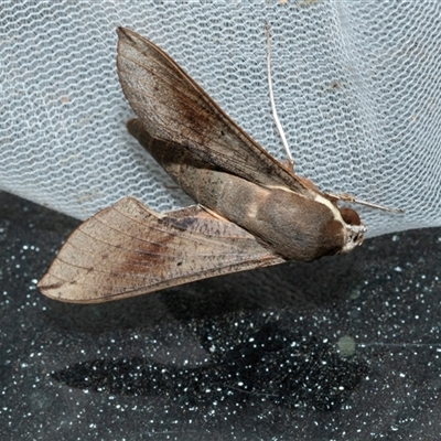 Hippotion scrofa (Coprosma Hawk Moth) at Higgins, ACT - 22 Oct 2025 by AlisonMilton