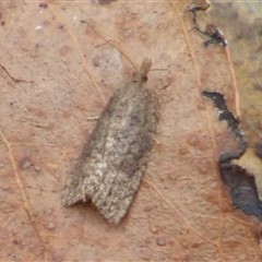 Capua ceramica (A Tortricid moth (Tortricinae) at Wellington Park, TAS - 25 Oct 2025 by VanessaC
