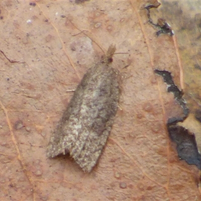 Capua ceramica (A Tortricid moth (Tortricinae) at Wellington Park, TAS - 25 Oct 2025 by VanessaC