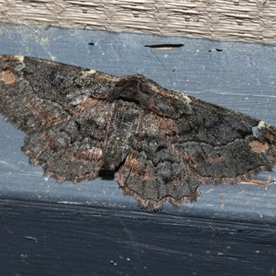 Pholodes sinistraria (Sinister or Frilled Bark Moth) at Higgins, ACT - 22 Oct 2025 by AlisonMilton