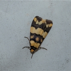 Termessa zonophanes (Double Yellow-patched Footman) at Higgins, ACT - 22 Oct 2025 by AlisonMilton