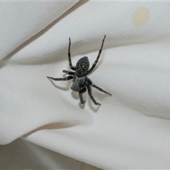 Badumna insignis (Black House Spider) at Higgins, ACT - 22 Oct 2025 by AlisonMilton