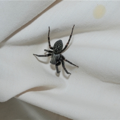 Badumna insignis (Black House Spider) at Higgins, ACT - 22 Oct 2025 by AlisonMilton