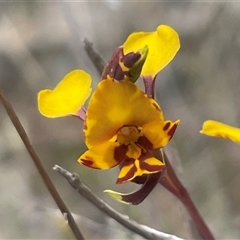 Diuris semilunulata (Late Leopard Orchid) at Cooma, NSW - 25 Oct 2025 by Clarel