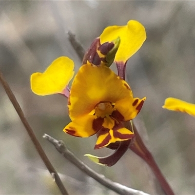 Diuris semilunulata (Late Leopard Orchid) at Cooma, NSW - 25 Oct 2025 by Clarel