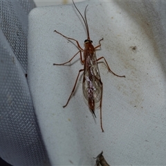 Unverified Parasitic wasp (numerous families) at Higgins, ACT - 22 Oct 2025 by AlisonMilton