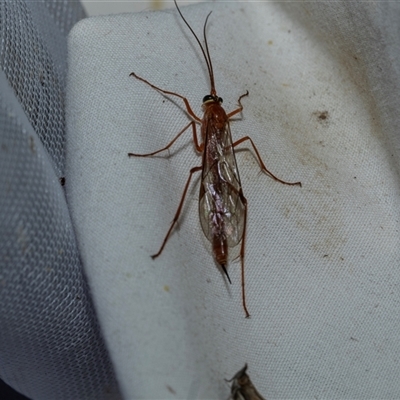 Unverified Parasitic wasp (numerous families) at Higgins, ACT - 22 Oct 2025 by AlisonMilton