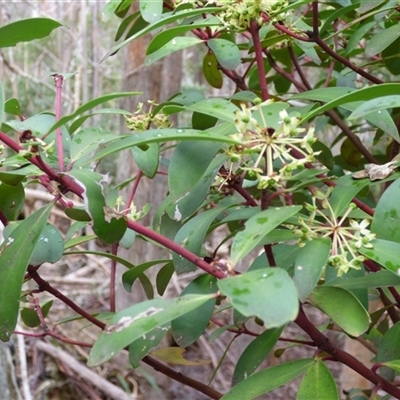 Unverified Other Shrub at Wellington Park, TAS - 25 Oct 2025 by VanessaC