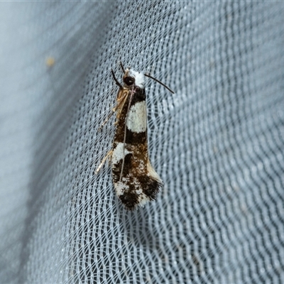 Monopis icterogastra (Wool Moth) at Higgins, ACT - 22 Oct 2025 by AlisonMilton