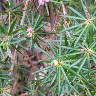 Unverified Other Shrub at Wellington Park, TAS - 25 Oct 2025 by VanessaC