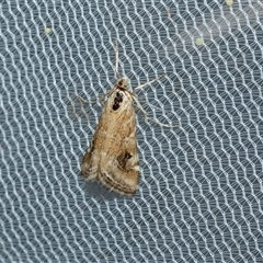Hellula hydralis (Cabbage Centre Moth) at Higgins, ACT - 22 Oct 2025 by AlisonMilton