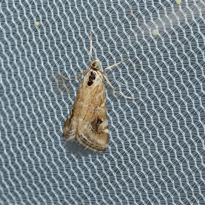 Hellula hydralis (Cabbage Centre Moth) at Higgins, ACT - 22 Oct 2025 by AlisonMilton