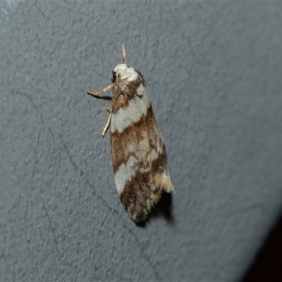 Halone sejuncta (Variable Halone) at Higgins, ACT - 22 Oct 2025 by AlisonMilton