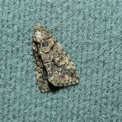 Pherechoa crypsichlora (Hypeninae) at Higgins, ACT - 22 Oct 2025 by AlisonMilton