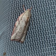 Euchaetis inceptella (Wingia Group) at Higgins, ACT - 22 Oct 2025 by AlisonMilton