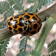 Harmonia conformis (Common Spotted Ladybird) at Aranda, ACT - 23 Oct 2025 by KMcCue