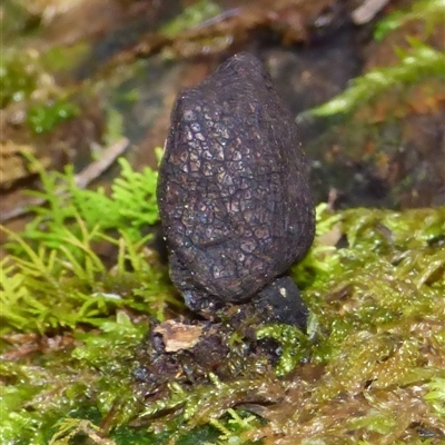 Xylaria sp. at Wellington Park, TAS - 25 Oct 2025 by VanessaC