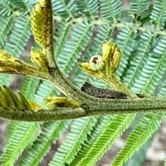 Orescoa orites at Aranda, ACT - 23 Oct 2025 by KMcCue